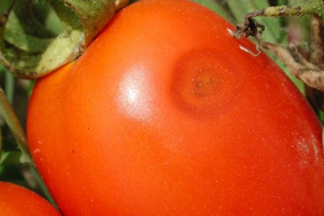 Почему помидоры внутри портятся, когда снаружи они красивые и без повреждений